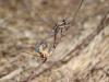 Orthetrum chrysostigma